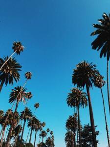 Ship Your Car To and From California photo of palm trees